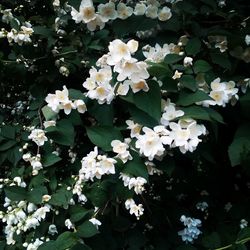 Close-up of white flowers