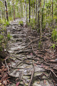 Dirt road amidst trees in forest