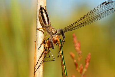 Jumping spider with a damselfly prey on a flower