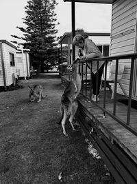 Dont feed the kangaroos mum 