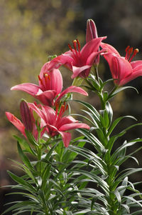 Close-up of pink flowering plant