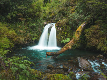 Scenic view of waterfall in forest