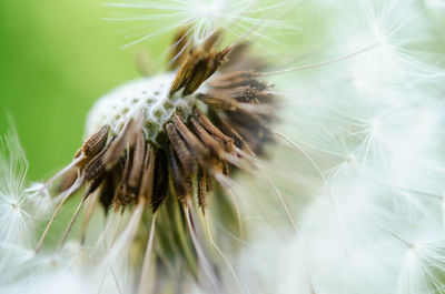 Close-up of dandelion on plant