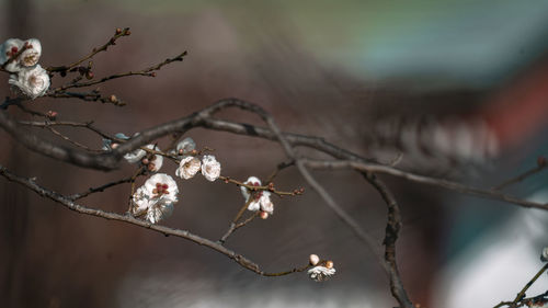 branch