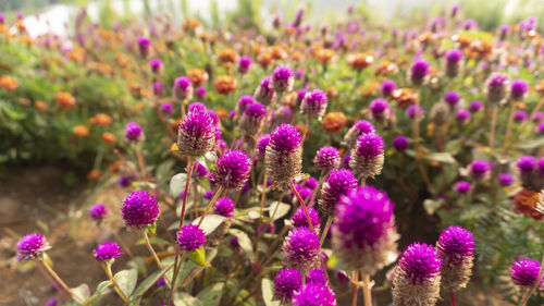 Close-up of pink flowering plants on field