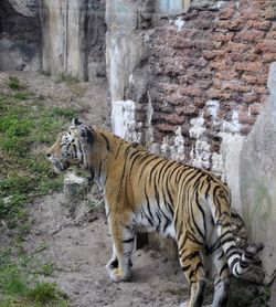 Tiger against the wall