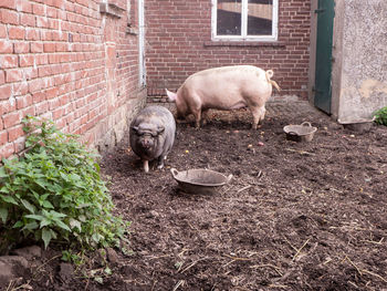 Pig in pigpen, pigsty. the pig has a run-out with a muddy pool and can be outside of his stable a