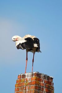 Low angle view of bird perching on nest against sky