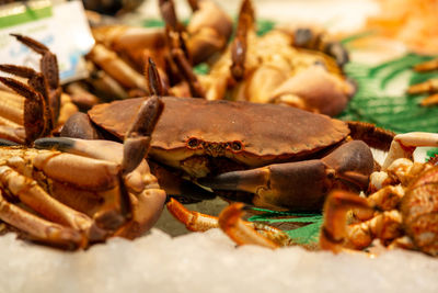 Close-up of crab