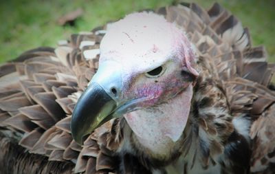 Close-up of duck