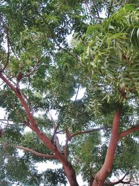 Low angle view of trees in forest against sky