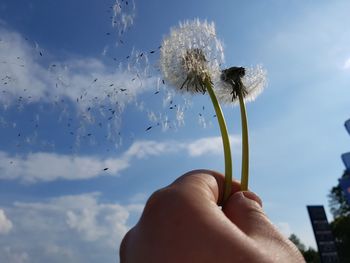 Close-up of hand holding dandelions