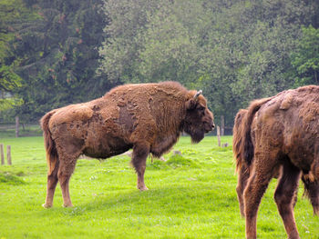 Horses in a field