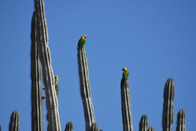 Low angle view of birds perching on cactus against sky