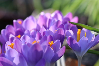 Close-up of purple crocus flowers