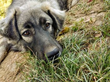 Close-up portrait of a dog