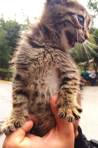 Close-up of cropped hand holding cat