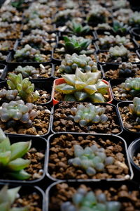 High angle view of potted plants