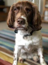 Close-up portrait of dog looking at home