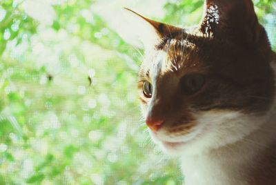 Close-up portrait of cat