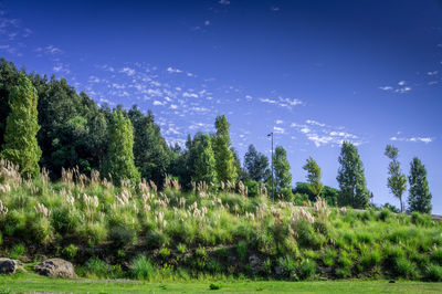 Trees on countryside landscape against blue sky