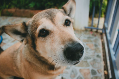 Close-up portrait of dog