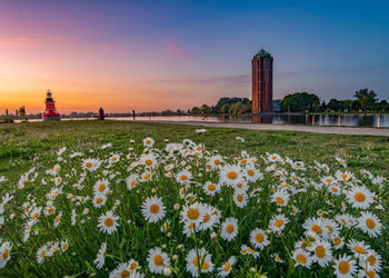 Flowers growing on field by building against sky during sunset