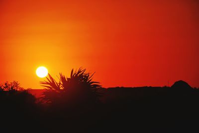 Silhouette plants against orange sky