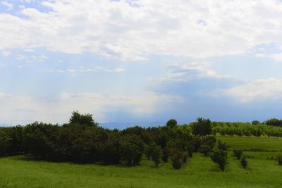 Trees on field against sky