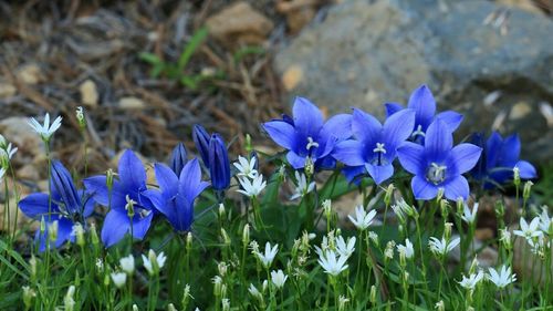 Close-up of purple flowers blooming in field