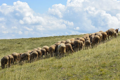 Sheep herd in a field