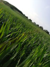 Close-up of green grass