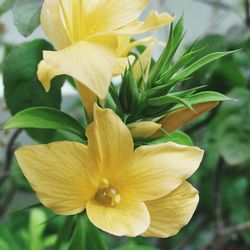 Close-up of day lily blooming outdoors