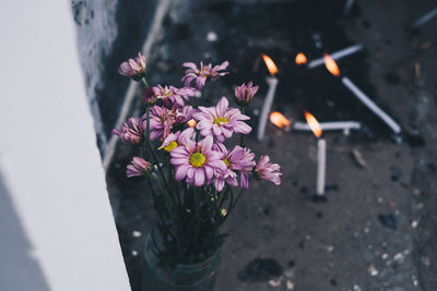 High angle view of pink flower pot