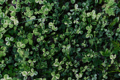 Full frame shot of plants