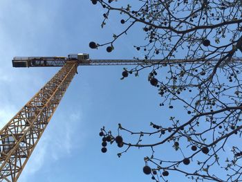 Low angle view of trees against blue sky