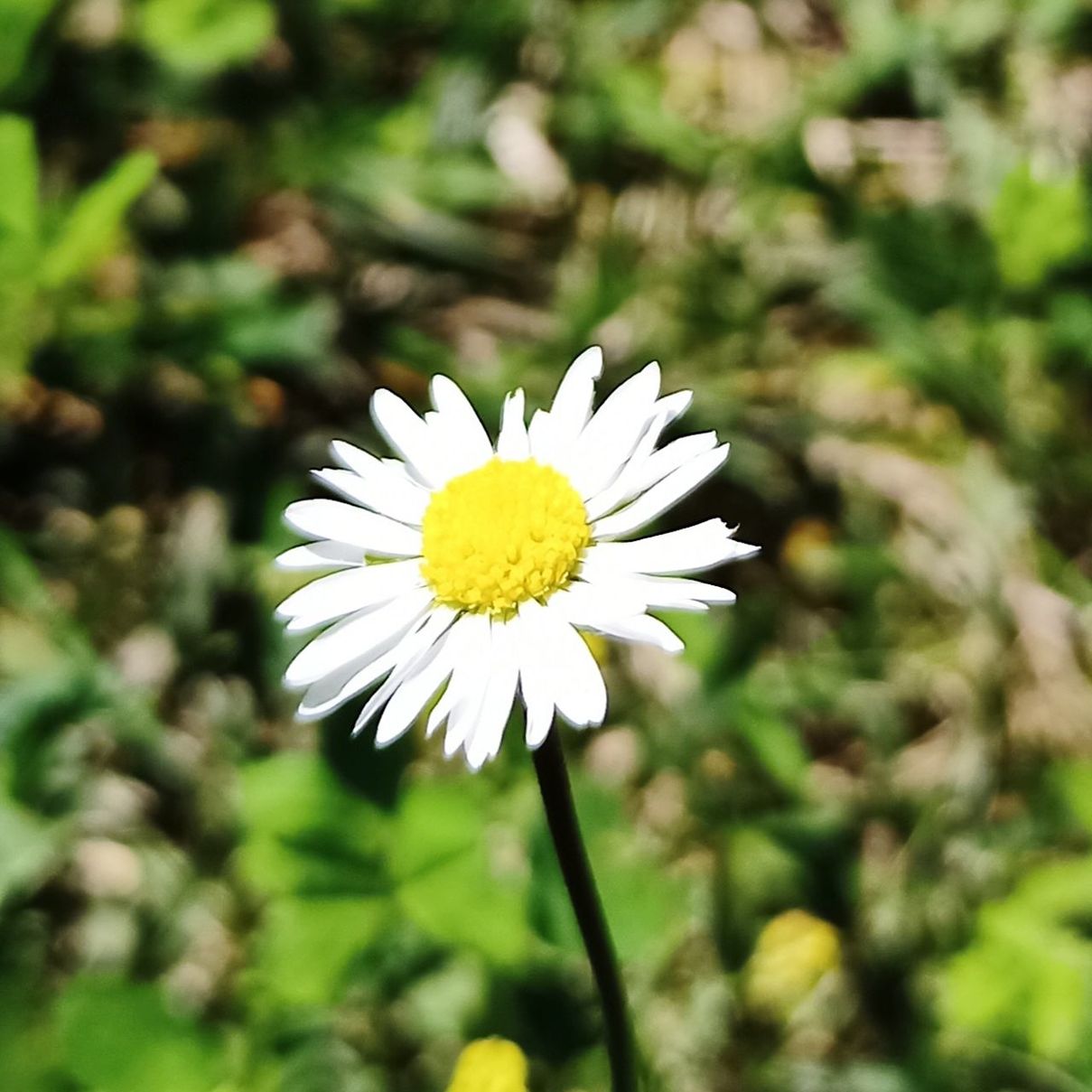 flower, flowering plant, plant, freshness, beauty in nature, fragility, flower head, petal, growth, close-up, inflorescence, daisy, nature, white, focus on foreground, yellow, pollen, meadow, no people, wildflower, botany, day, outdoors, springtime, field, blossom, summer