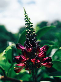 Close-up of flower blooming outdoors