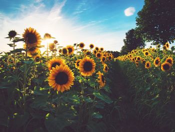 Close-up of sunflower on field against sky