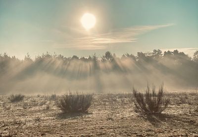 Scenic view of trees on field against sky