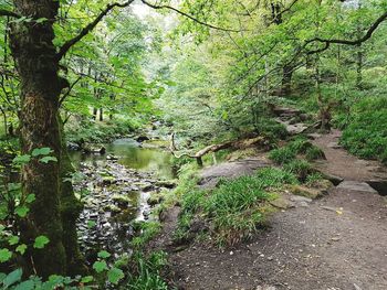 Plants and trees in forest