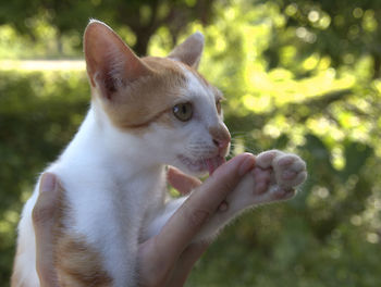 Cute pets of people, asian cats with female's hand, handshake.