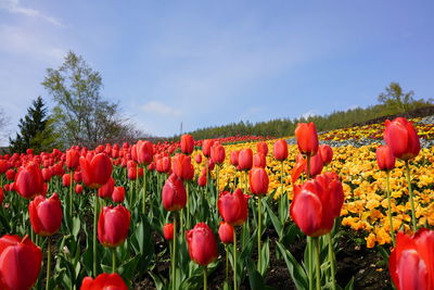 Red tulips in field against sky