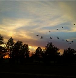 Silhouette birds flying against sky at sunset