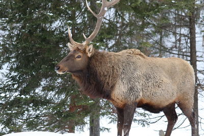 Side view of deer standing on land