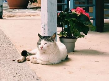 Portrait of cat sitting by potted plants