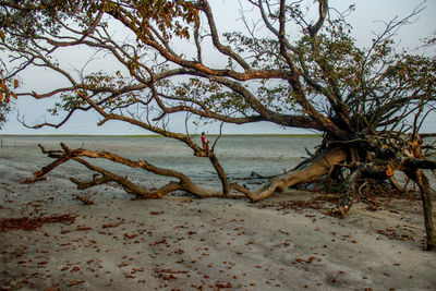 Tree on beach against sky