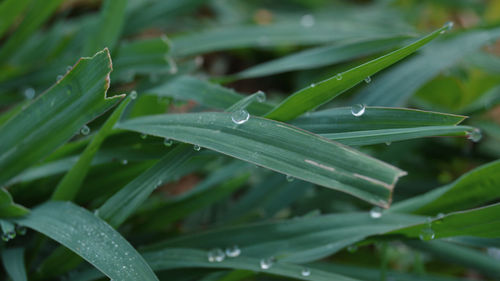 Close-up of raindrops on leaves