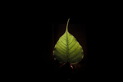 Close-up of illuminated light bulb against black background
