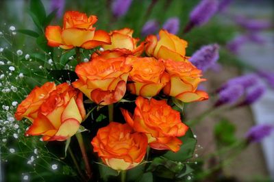 Close-up of orange flowers blooming outdoors